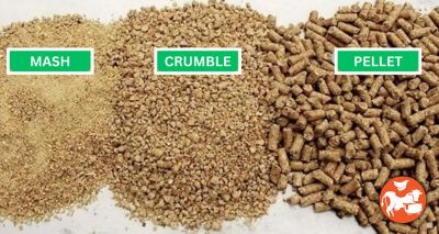 Image showing  Pelleted Mini Young and Active Pig Feed, 25 lb. Bag