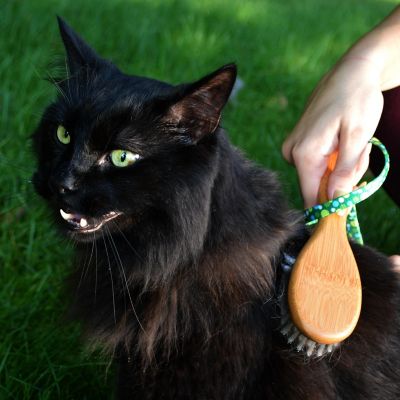 Image showing  Bristle Cat Brush with Bamboo Handle, W6460 BRUCAT