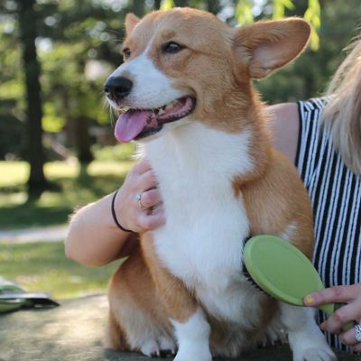 Image showing  Bristle Dog Brush, Large (9 in. x 2.625 in.), W6146 BRSLRG