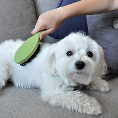 Image showing  Bristle Dog Brush, Large (9 in. x 2.625 in.), W6146 BRSLRG