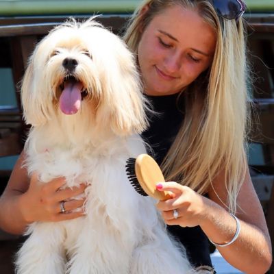 Image showing  Bristle Dog Brush with Bamboo Handle, Large (8.5 in. x 2.5 in.), W6446 BRSLRG