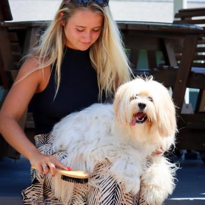 Image showing  Dog Bristle Brush, Bamboo, W6444 BRSSML