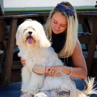 Image showing 5 th Safari Dog Bristle Brush, Bamboo, W6444 BRSSML