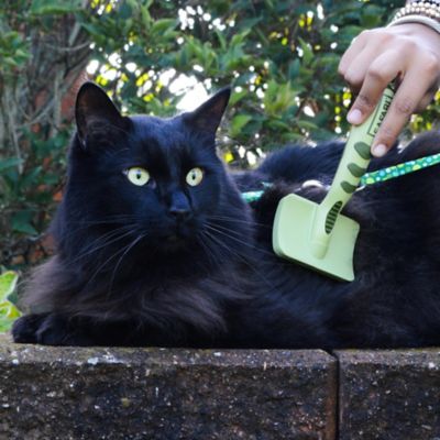 Image showing  Cat Massage Brush (6.5 in. x 3 in.), W431 NCL00