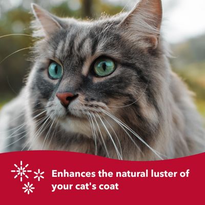 Image showing 5 th Safari Cat Soft Slicker Brush (6.5 in. x 3.5 in.), W403 NCL00