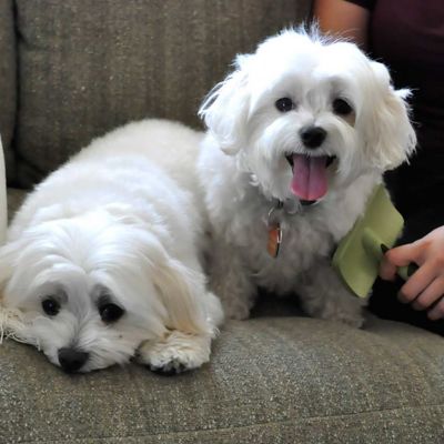 Image showing  Curved Firm Slicker Dog Brush (7.5 in. x 4.5 in.), W466 NCL00