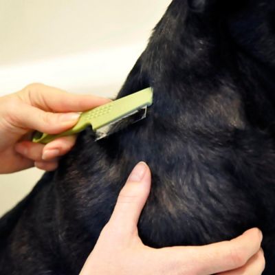 Image showing  Dog Flea Comb with Plastic Handle, Shorthaired Breeds (6.25 in. x 1.5 in.), W578 NCL00