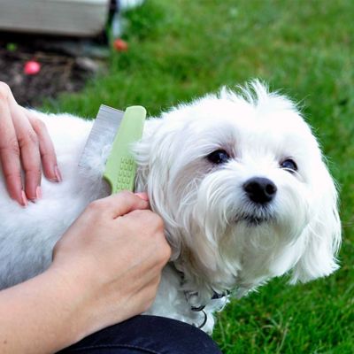 Image showing  Dog Flea Comb with Plastic Handle, Shorthaired Breeds (6.25 in. x 1.5 in.), W578 NCL00