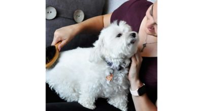 Image showing  Pin and Bristle Combo Dog Brush with Bamboo Handle, Comb, Medium, W6451 CMBMED