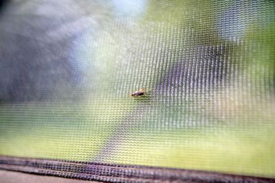 Image showing 15 th CLAM 94 in. H Sky Camper Screen Shelter 6 Screen Room