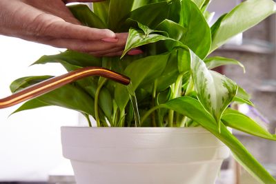 Image showing 5 th Miracle-Gro 8 oz. Indoor Liquid Plant Food