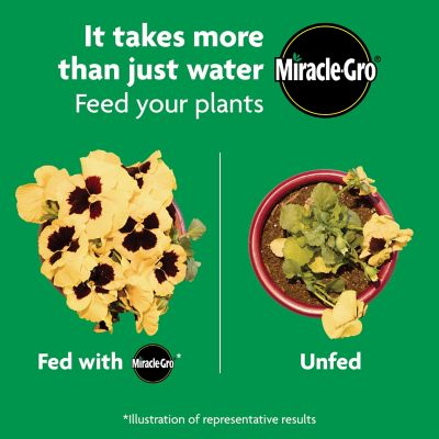 Image showing 8 th Miracle-Gro 1 lb. 30 sq. ft. Shake 'N Feed All-Purpose Plant Food
