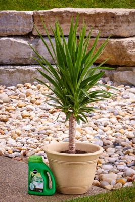 Image showing  4.5 lb. 300 sq. ft. Shake 'N Feed Palm Plant Food