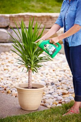 Image showing  4.5 lb. 300 sq. ft. Shake 'N Feed Palm Plant Food