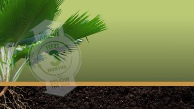 Image showing  4.5 lb. 300 sq. ft. Shake 'N Feed Palm Plant Food