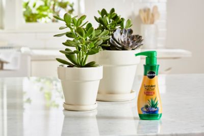 Image showing  8 qt. Succulent Plant Food