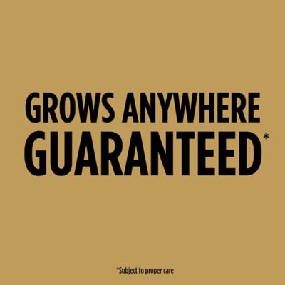 Image showing  2 lb. EZ Seed Dog Spot Repair Sun and Shade Grass Seed