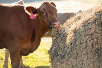 Image showing  Livestock Round Hay Bale Net