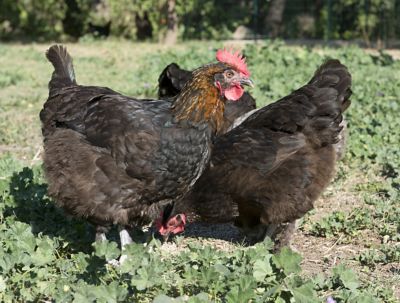 Hoover's Hatchery Live French Black Copper Marans Baby Chicks, 10 ct.