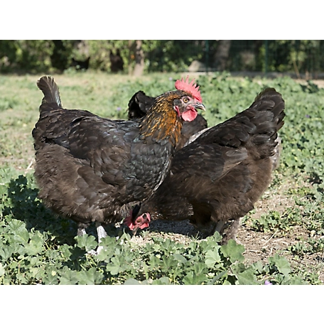 Hoover's Hatchery Live French Black Copper Marans Chickens, 10 ct. Baby Chicks