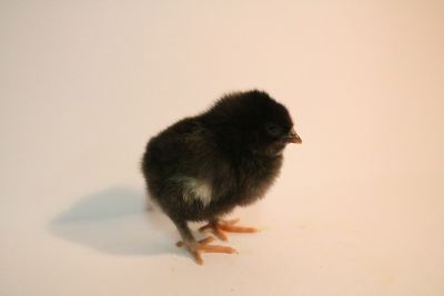 Image showing  Live French Black Copper Marans Baby Chicks, 10 ct.