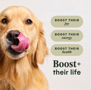 Image showing  Limited Ingredient Diet Adult Grain-Free Lamb Recipe Dry Dog Food, 20 lb. Bag