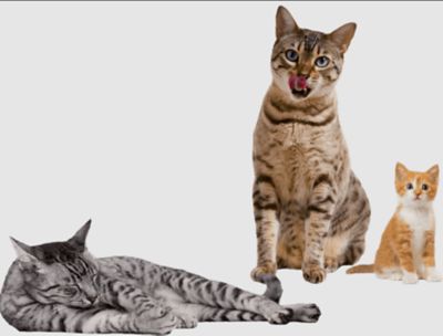 Image showing  Raw Boost All Life Stages Grain-Free Real Chicken Recipe Dry Cat Food, 10 lb. Bag