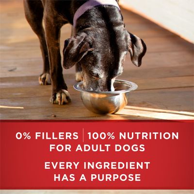 Image showing 6 th Purina ONE +Plus Classic Ground Vibrant Maturity Adult 7+ Turkey and Barley Entree Wet Dog Food, 13 oz.