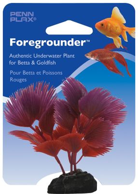 Image showing  Palm Betta Plant, Red