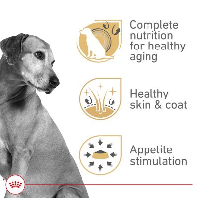 Image showing  Senior Wet Dog Food 13.56 oz.