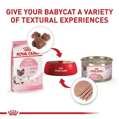 Image showing 5 th Royal Canin Mother and Babycat Dry Cat Food