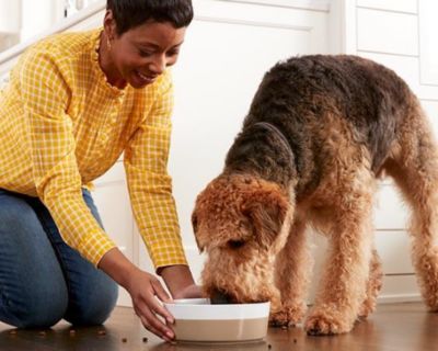 Image showing  Small Breed Adult Grain-Free Rotisserie Chicken in Gravy Wet Dog Food, 3.5 oz.