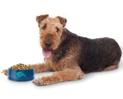Image showing  Small Breed Adult Grain-Free Rotisserie Chicken in Gravy Wet Dog Food, 3.5 oz.