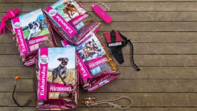 Image showing  Adult Lamb and Rice Recipe Wet Dog Food, 13.2 oz.
