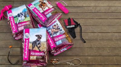 Image showing  Puppy Mixed Grill Chicken and Beef Dinner in Gravy Wet Dog Food, 12.5 oz.