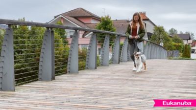 Image showing  Puppy Mixed Grill Chicken & Beef Dinner in Gravy Canned Dog Food, 12.5 oz.