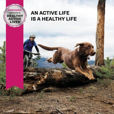 Image showing 7 th Eukanuba Senior Large Breed Chicken Dry Dog Food