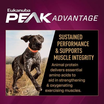 Image showing  Premium Performance Sport 30/20 Dry Dog Food
