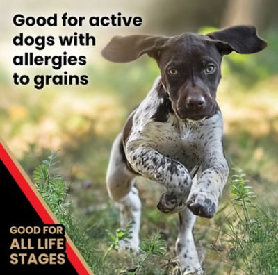 Image showing 4 th Victor All Life Stages Grain-Free Active Beef Recipe Dry Dog Food
