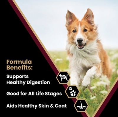 Image showing  Select Lamb Meal and Brown Rice Dry Dog Food