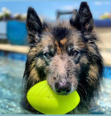 Image showing  Squeak & Glow Football Dog Toy