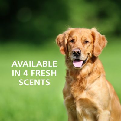 Image showing  Flea & Tick Dog Shampoo, 63.5 oz., 2031