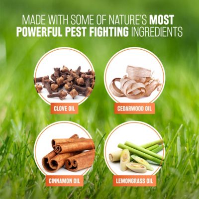 Image showing  Natural Flea & Tick Maximum Strength Shampoo for Dogs, 20 oz.