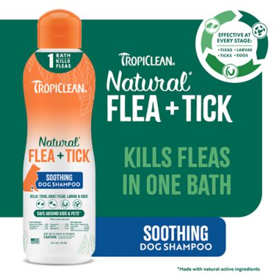 Image showing  Natural Flea + Tick Soothing Shampoo for Dogs, 20 oz.