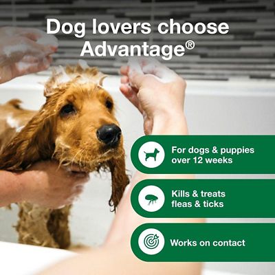 Image showing  Flea and Tick Treatment Shampoo for Dogs