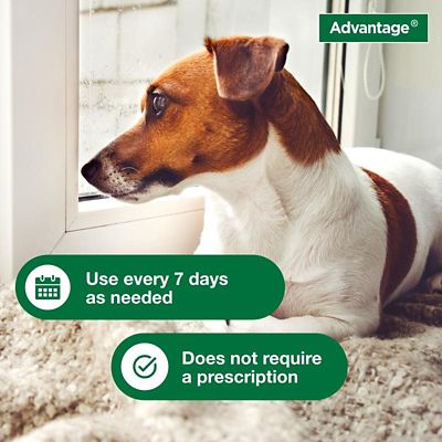 Image showing  Flea and Tick Treatment Shampoo for Dogs