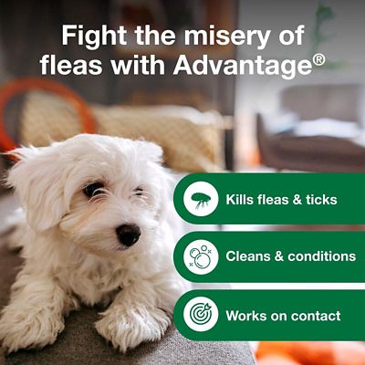 Image showing  Flea and Tick Treatment Shampoo for Dogs