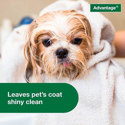 Image showing  Flea and Tick Treatment Shampoo for Dogs