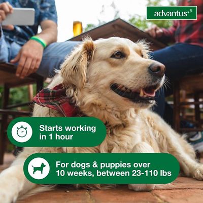 Image showing  Oral Flea Treatment Soft Chews for Large Dogs (23-110 lb.), 37.5 mg, 30 ct.