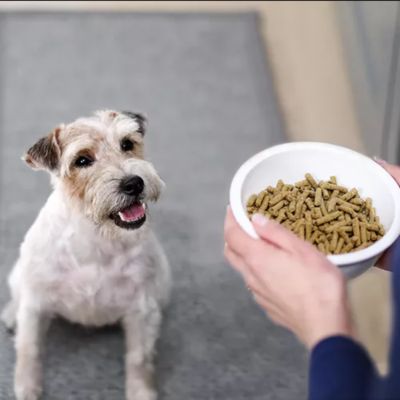 Image showing  All Life Stages Select Chicken Formula Dry Dog Food, 30 lb. Bag